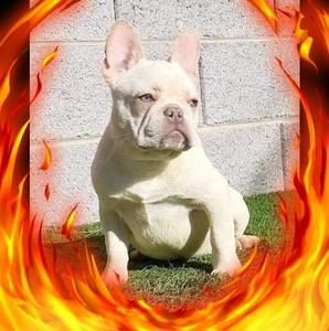 Meet your Posher, Brindis